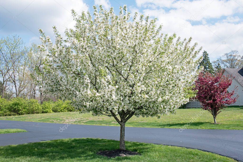 White Crabapple Tree in Full Bloom in Springtime