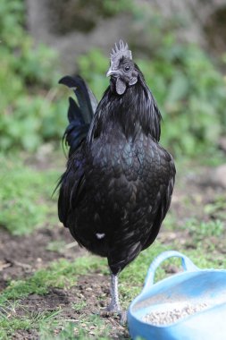 Siyah Ayam Cemani tavuk
