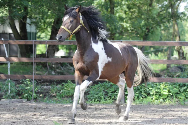 Paint stallion running in paddock — Stock Photo, Image