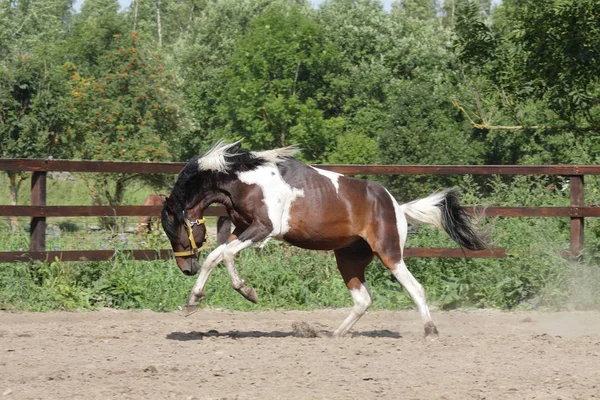 Paint stallion running in paddock — Stock Photo, Image