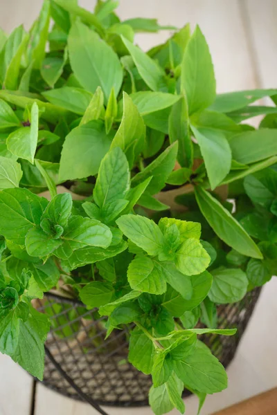 Albahaca dulce recién cortada y menta . — Foto de Stock