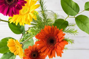 Çok renkli gerbera taze kesilmiş.