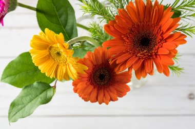 Çok renkli gerbera taze kesilmiş.