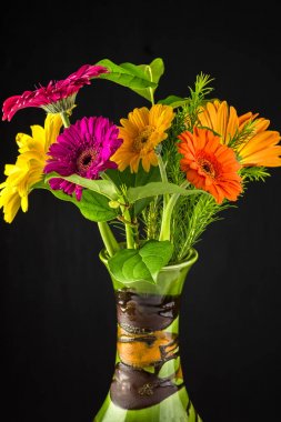 Çok renkli gerbera taze kesilmiş.