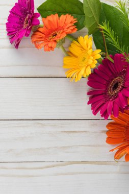 Çok renkli gerbera taze kesilmiş.