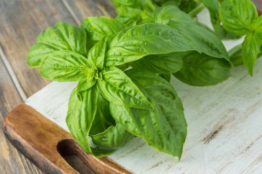 Taze fesleğen kesmek.