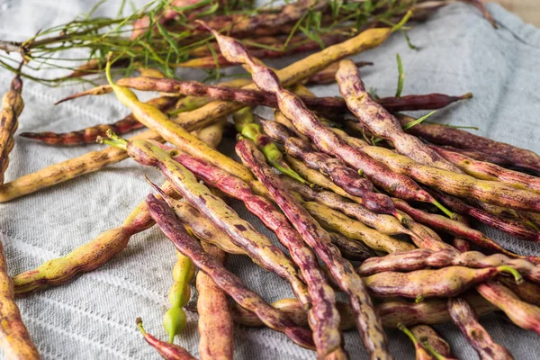 Vahşi mesquite fasulye.