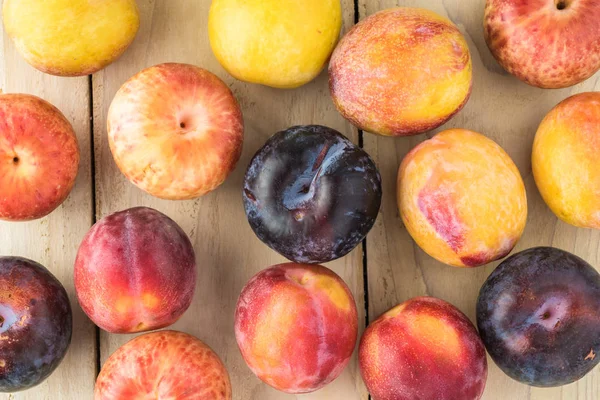 Taze çeşitli plumcots.