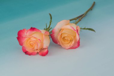 Sevgililer günü için gül.