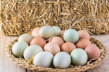 Organik çiftlik mavi ve kahverengi yumurtalar.