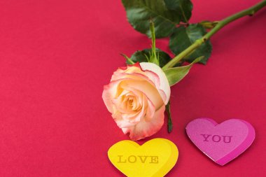 Sevgililer Günü için muhteşem bir gül..