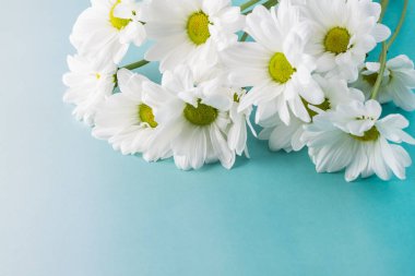 Tatiller için beyaz kasımpatılar.