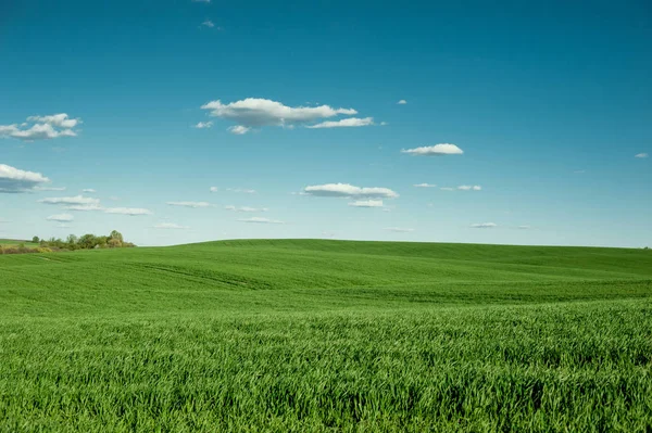 春の空を背景に緑の小麦 — ストック写真