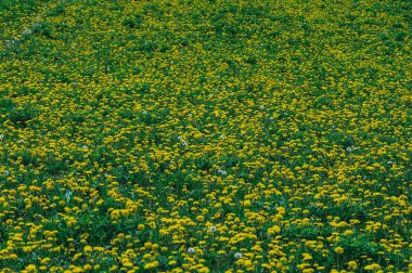 Çiçek açan sarı-yeşil tarla Tussilago