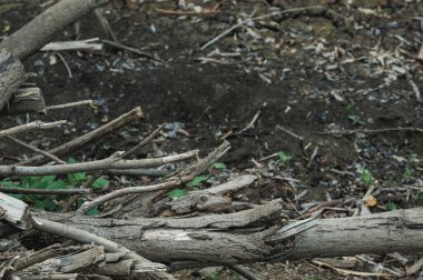 Kuru odun parçaları ve kuru bir gövde.