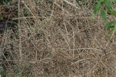 Karışık, ince ve kuru bitki