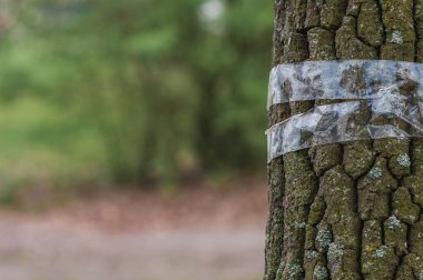 Ağaç koli bandıyla bağlanmış.