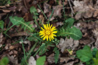 Ormanda Tussilago çiçeği