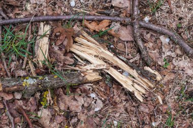 Kuru odun parçaları ve kuru bir gövde.