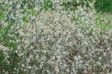 Çiçek açan Rosa Canina çalıları çayırda
