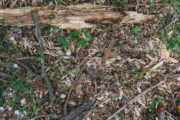 Trucioli Legno Secchi Tronco Secco — Foto Stock