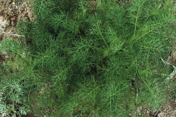 Islak yeşil orman bitkileri yetiştiriyor