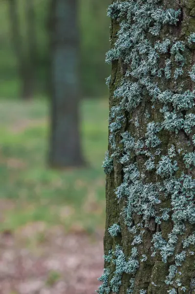 Tronco Albero Muschio Piccolo Grande — Foto Stock