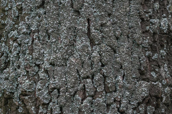 Tronco Árvore Musgo Pequeno Grande — Fotografia de Stock
