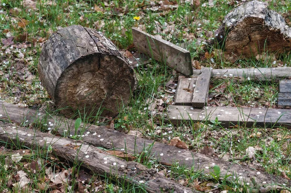 wooden trash in the forest