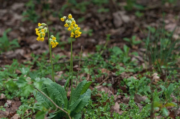 Crescimento Plantas Floresta Verde Molhada — Fotografia de Stock