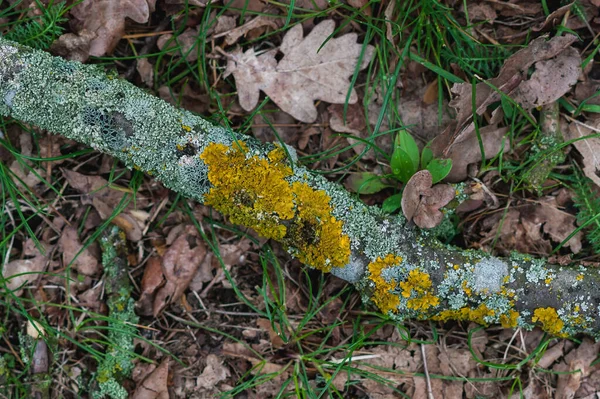 branch with yellow moss on forest soil