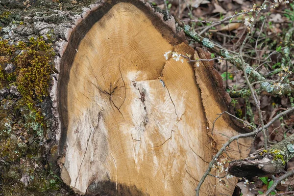 Textura Números Uma Redução Tronco Árvore — Fotografia de Stock