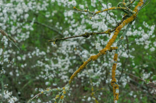 Dry Dead Branch Background Blossoming Tree — Stock Photo, Image