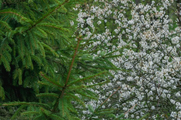 Abeto Verde Árvore Pétalas Brancas Florescentes — Fotografia de Stock