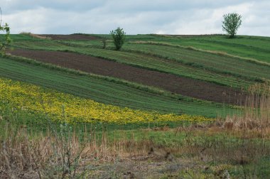 Köydeki sarı-yeşil tepe tarlaları