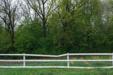 Ormanı çevreleyen beyaz çit