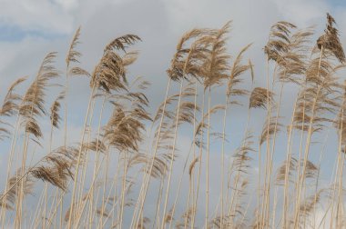 Mavi gökyüzüne karşı kuru kamış