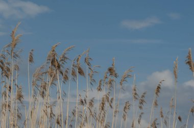 Mavi gökyüzüne karşı kuru kamış