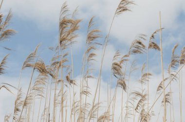 Mavi gökyüzüne karşı kuru kamış