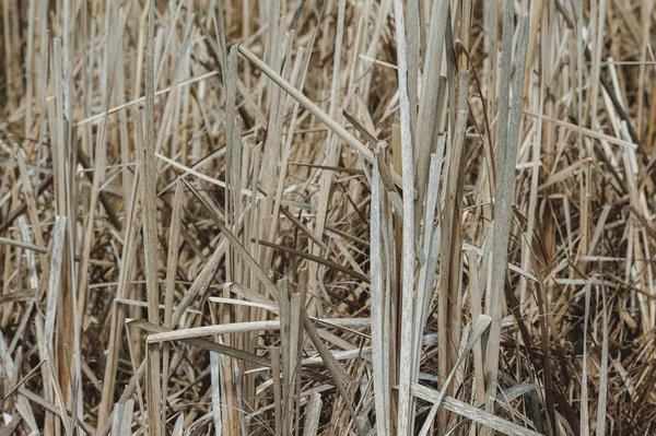 Dry Reed Full Frame — Stock Photo, Image