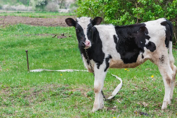 Black White Calf Tied Stake Stock Photo