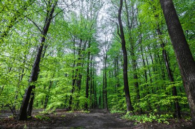Uzun ağaçların arasında dümdüz uzun bir yol
