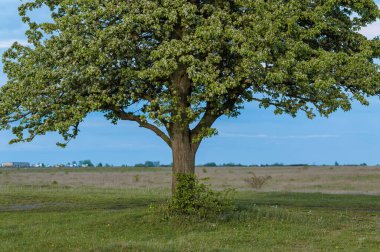 Gökyüzüne karşı çiçek açan armut