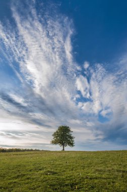 Yalnız meyve ağacı gökyüzüne karşı