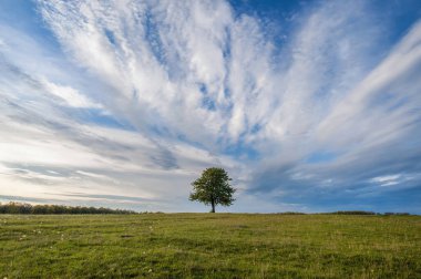 Yalnız meyve ağacı gökyüzüne karşı