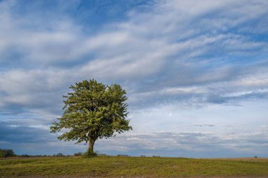Yalnız meyve ağacı gökyüzüne karşı