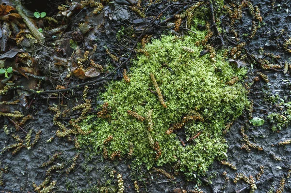 Zöld Moha Eső Után Erdőben — Stock Fotó