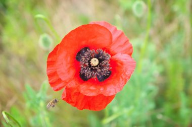 güzel çiçekli haşhaş çiçek çiçeklenme 