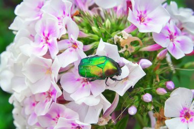 Chafer beyaz çiçek yakın Tarih