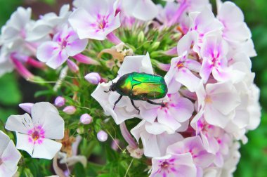 Chafer beyaz çiçek yakın Tarih